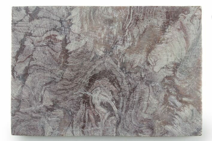 Polished, Neoproterozoic Stromatolite (Conophyton) - Morocco #347341